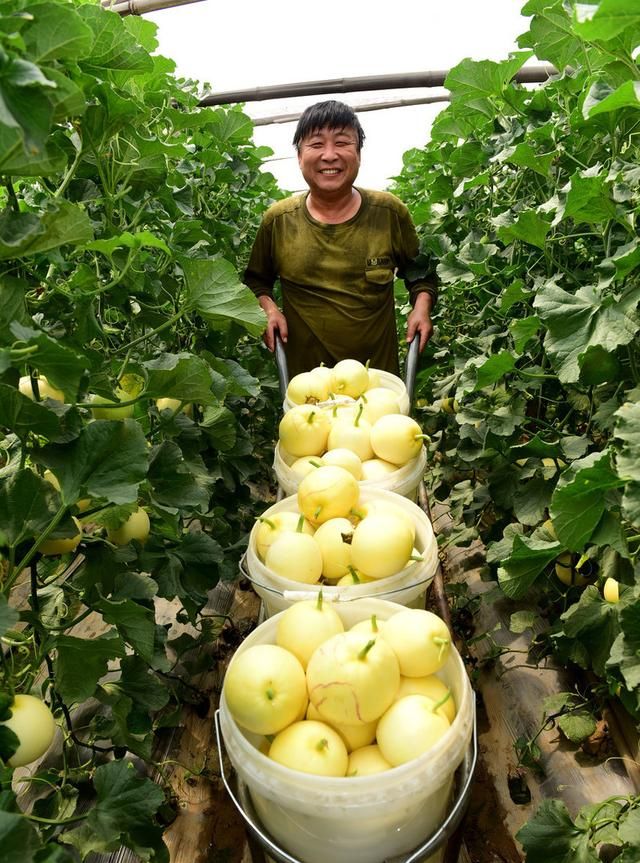 湖北西甜瓜种植技术,西甜瓜种植品种大全图7