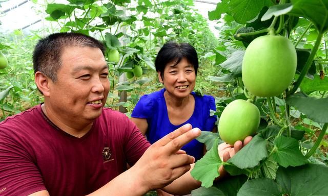 湖北西甜瓜种植技术,西甜瓜种植品种大全图8