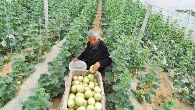 湖北西甜瓜种植技术,西甜瓜种植品种大全图11