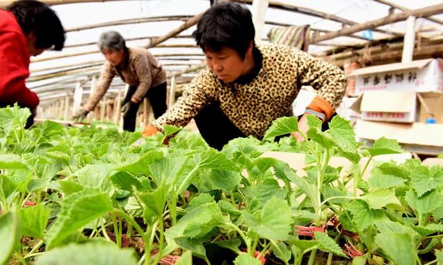 湖北西甜瓜种植技术,西甜瓜种植品种大全图12