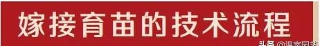 你知道嫁接培育西甜瓜秧苗怎么操作吗图4