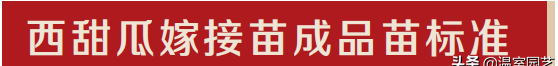 你知道嫁接培育西甜瓜秧苗怎么操作吗图5