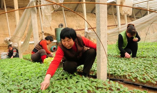 西瓜的种植技术与嫁接管理(西瓜双断根嫁接与基质育苗技术)图3