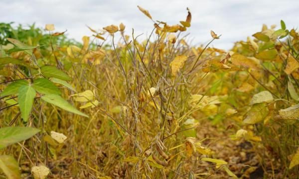 黑龙江大豆扩种黑土点金豆,金豆228大豆种是国审良种吗图2