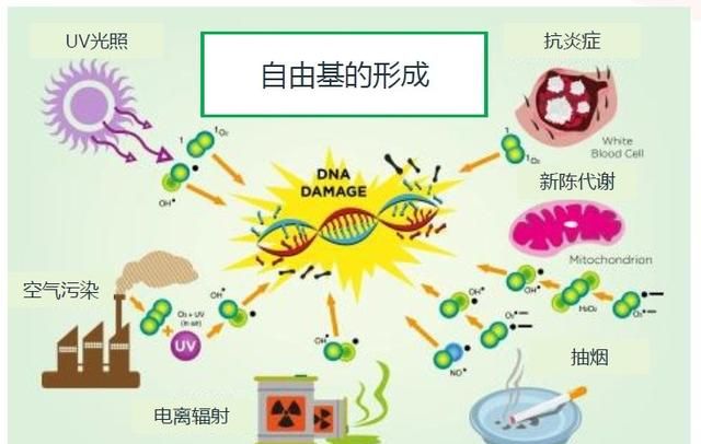 抗糖抗衰老的本质是清除自由基图7