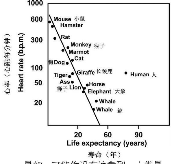 因为蝙蝠而造成的世界病毒科普,世界上最大的蝙蝠是被什么灭绝的图2