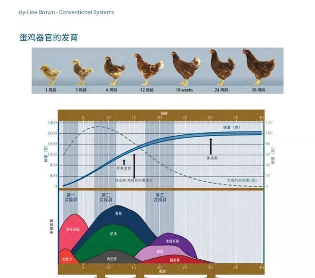 蛋鸡养殖的五个阶段图1