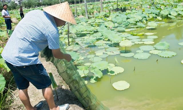 所有抓捕泥鳅的方法,泥鳅简单又实用捕捉方法图3