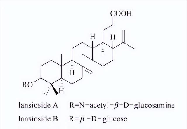 天然药物化学三萜及其苷类图3