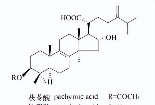 天然药物化学三萜及其苷类图5