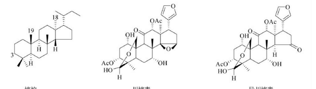 天然药物化学三萜及其苷类图13