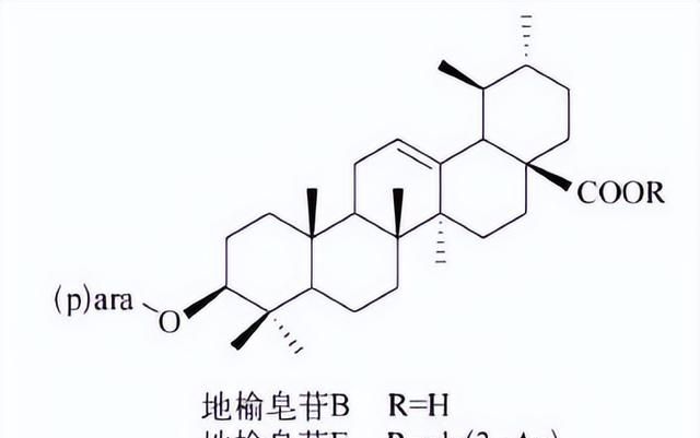 天然药物化学三萜及其苷类图21