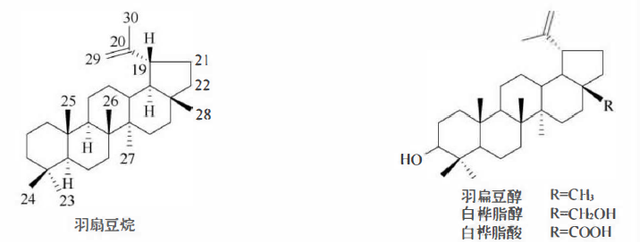 天然药物化学三萜及其苷类图22