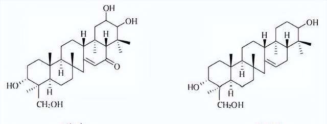 天然药物化学三萜及其苷类图28