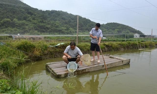 微流水泥鳅养殖方法,池塘养殖泥鳅场地建设图1