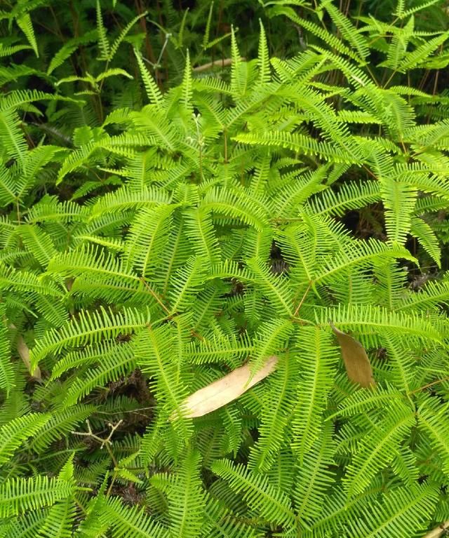 铁芒箕是什么指示植物(适合黏土壤的植物)图5