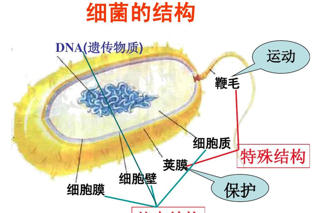 动物发酵饲料的作用图20