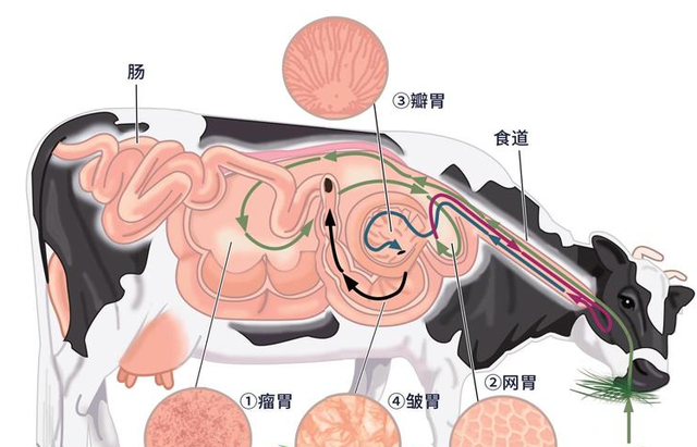 动物发酵饲料的作用图21