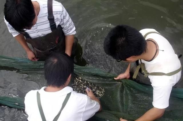 我与滇池的故事(滇池土著鱼的故事)图8