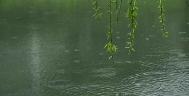 夏天垂柳怎么拍,拍摄春天的垂柳要拍出意境图2