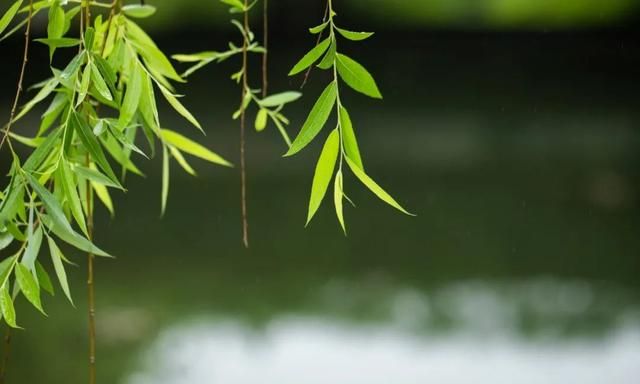 夏天垂柳怎么拍,拍摄春天的垂柳要拍出意境图10