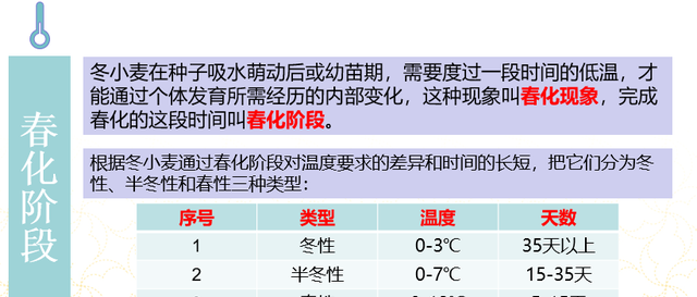 一张图看懂小麦生育期,小麦生育期划分及时间图表图8