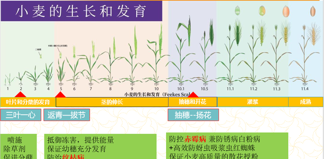 一张图看懂小麦生育期,小麦生育期划分及时间图表图11