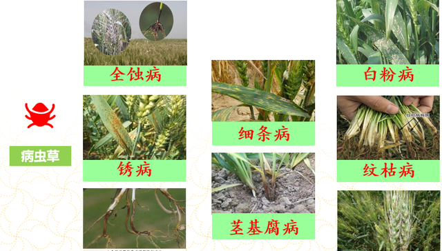 一张图看懂小麦生育期,小麦生育期划分及时间图表图23