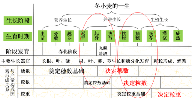 一张图看懂小麦生育期,小麦生育期划分及时间图表图25