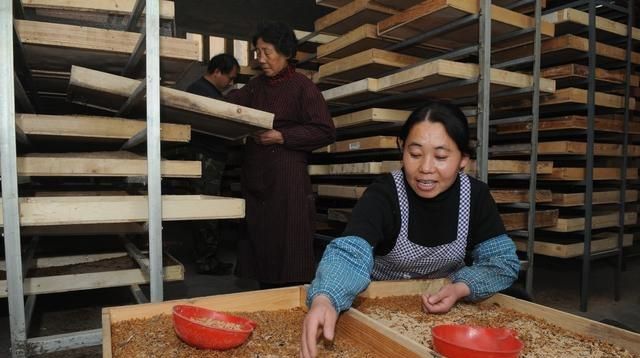 黄粉虫的生物特性(黄粉虫的含水量)图3