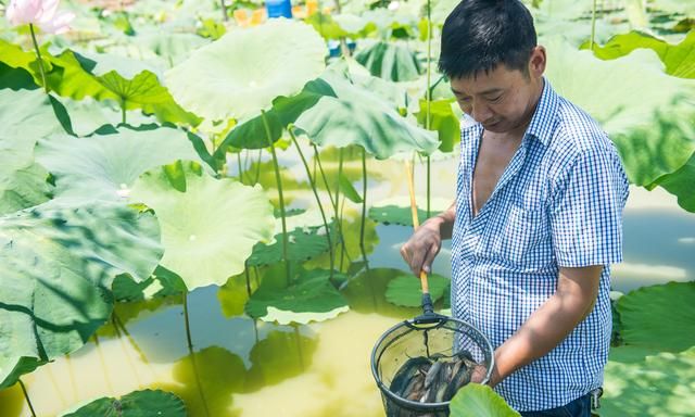 20亩地种藕并养泥鳅怎么样(莲藕泥鳅套养一亩能产多少藕)图3