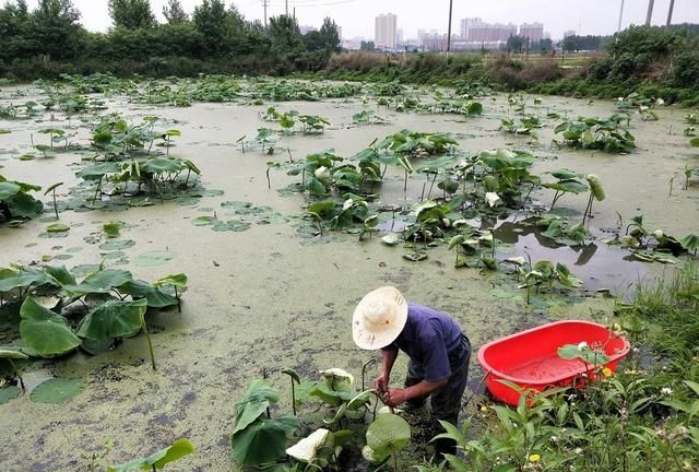 20亩地种藕并养泥鳅怎么样(莲藕泥鳅套养一亩能产多少藕)图4