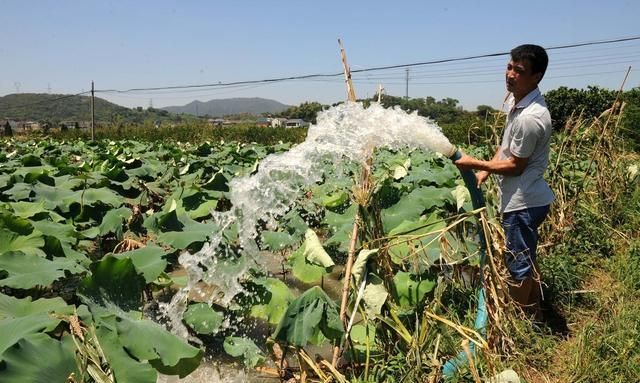 20亩地种藕并养泥鳅怎么样(莲藕泥鳅套养一亩能产多少藕)图5