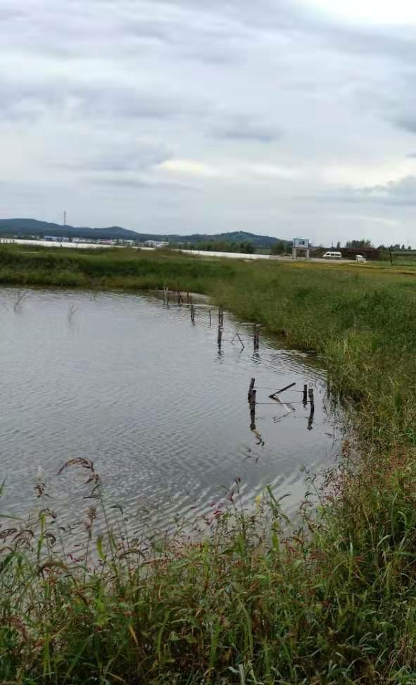 湖南泥鳅养殖技术哪家好(四川省最好的养殖泥鳅基地是哪家)图1