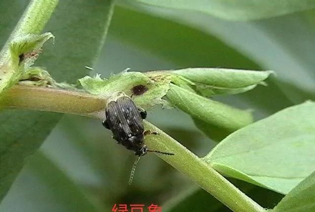 粮食中常见的害虫(粮食类害虫)图7