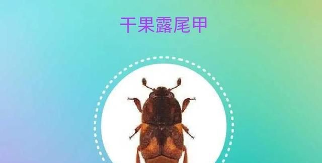 粮食中常见的害虫(粮食类害虫)图15