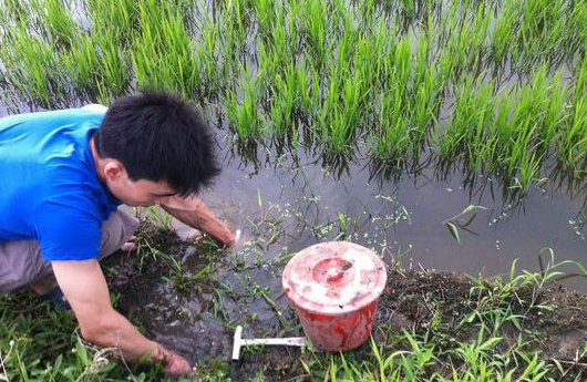 野生泥鳅有哪些营养图1