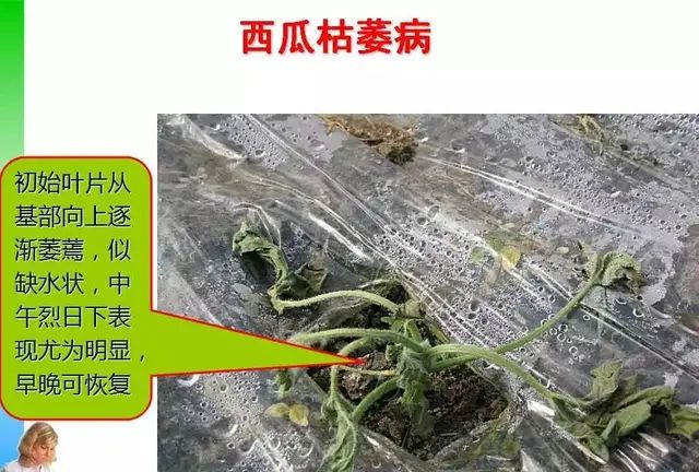 图解西瓜病虫害诊断技巧!手把手教你分辨病害类型图48