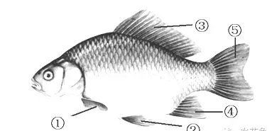 简介:鱼的体型和部位及其附属器官形态结构图图7