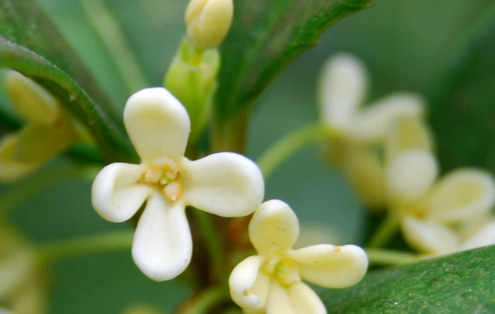 新鲜的桂花怎样处理才能泡茶喝(鲜桂花怎么处理之后可以泡茶)图3