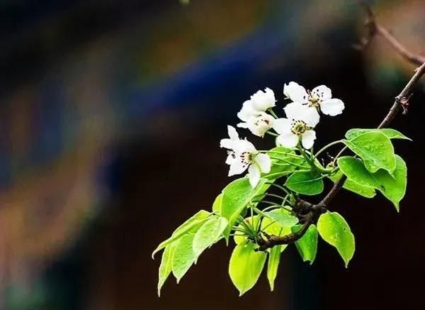 心静花自香淡定人从容,人生淡定花香自来图1