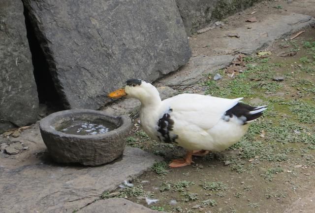 没有电饭锅之前怎么蒸米饭图2