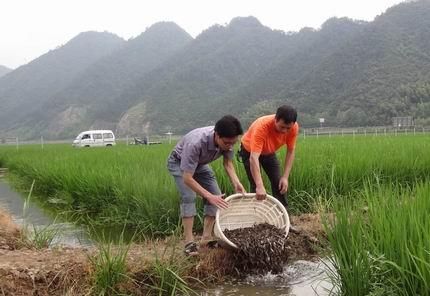 养殖泥鳅需要什么条件基地图5