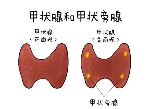 朋友圈丨喝水竟然也补钙！白开水的含钙量远高于矿泉水？喝水原来也有这么多学问……图4