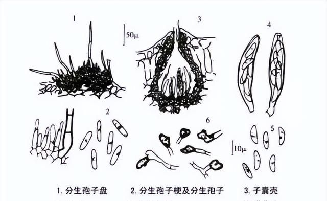 香茅精油可以直接接触皮肤吗图5