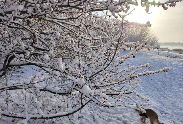 雪后的周六(雪后的清静)图7