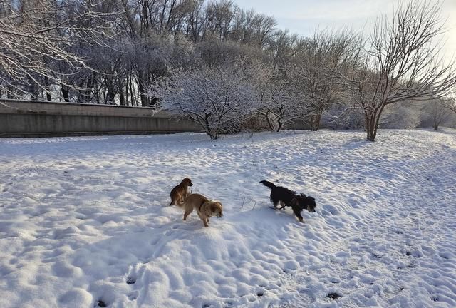 雪后的周六(雪后的清静)图8