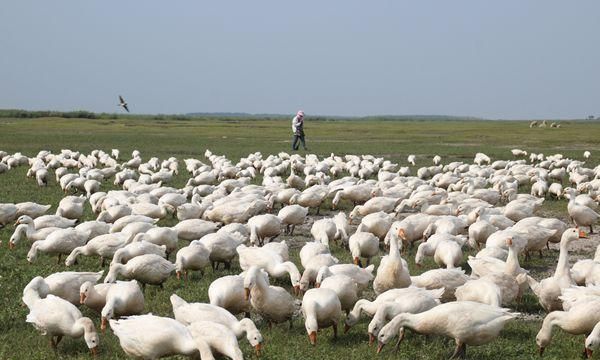 鸭瘟症状图片?鸭子得了鸭瘟可治吗图1