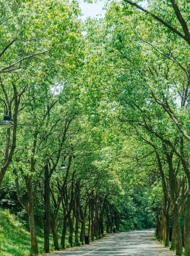 在湖边,树荫下,迎着武汉的夏天,向快乐出发作文图1