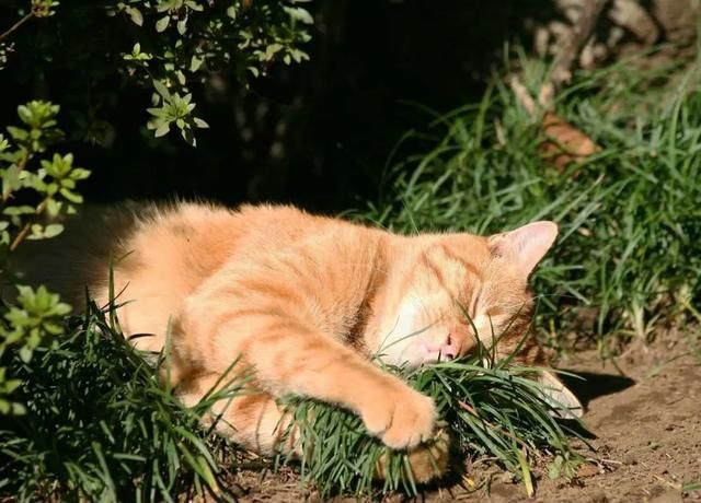 遇到流浪猫流浪狗怎么办,宠物猫遇到流浪狗会怎么样图3